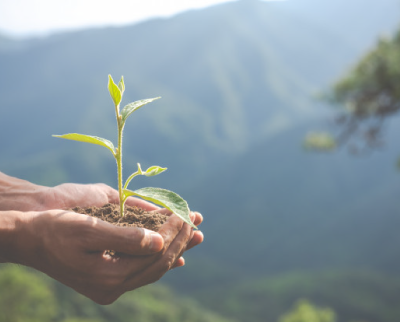 Manos sosteniendo una planta 