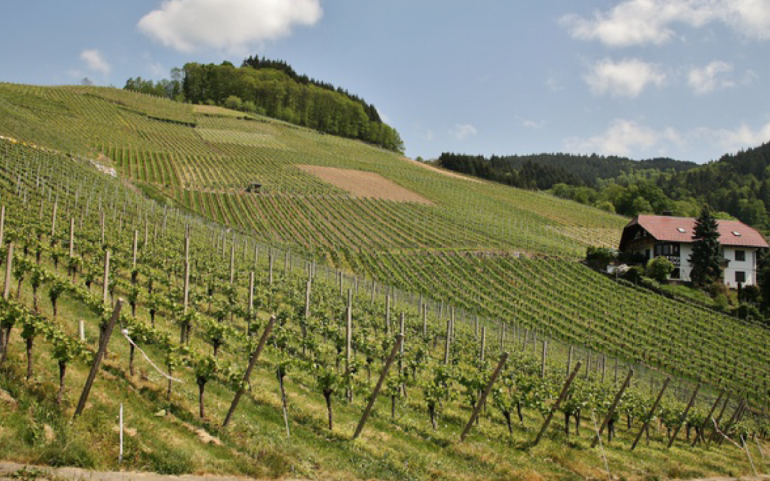 10 preguntas frecuentes sobre la Asimilación Fuera de Ordenación (AFO)