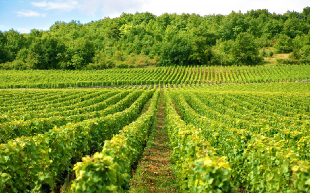 Finca en la cual se va a realizar una segregacion